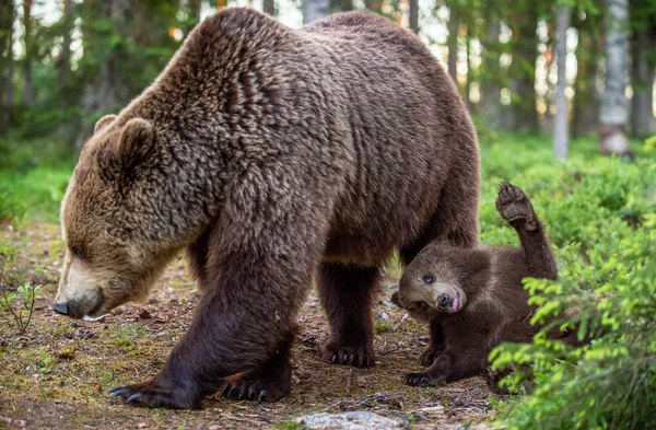 Ona Niedźwiedź Cub Las Lato Nazwa Naukowa Ursus Arctos Naturalne — Zdjęcie stockowe
