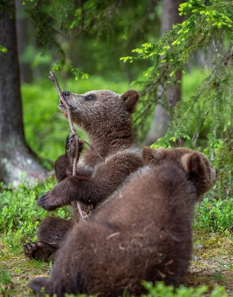 Urso Filhotes Brincando Com Ramo Floresta Verão Nome Científico Ursus — Fotografia de Stock