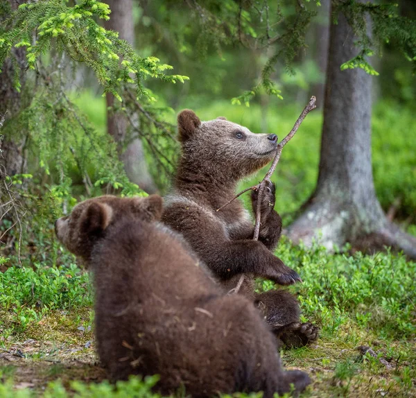 Ungar Leker Med Filial Skogen Sommaren Vetenskaplig Namn Ursus Arctos — Stockfoto