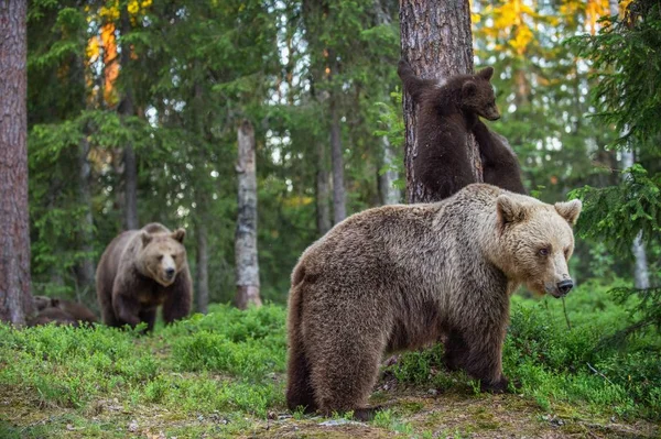 Αρκούδα Και Cubs Στο Δάσος Καλοκαίρι Επιστημονική Ονομασία Ursus Arctos — Φωτογραφία Αρχείου