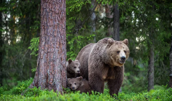 Ona Medvěd Mláďata Lese Létě Vědecký Název Ursus Arctos Přírodní — Stock fotografie
