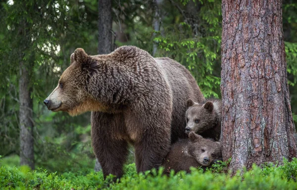 Ona Medvěd Mláďata Lese Létě Vědecký Název Ursus Arctos Přírodní — Stock fotografie