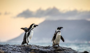 Alacakaranlık akşam günbatımı gökyüzü ile taşlı kıyısında Afrika penguenler. Bilimsel adı: Spheniscus demersus, jackass penguen veya kara ayaklı penguen. Doğal yaşam alanı. Güney Afrika 