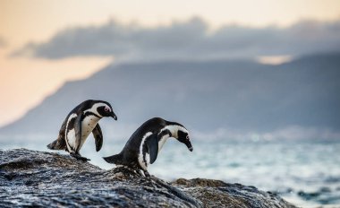 Alacakaranlık akşam günbatımı gökyüzü ile taşlı kıyısında Afrika penguenler. Bilimsel adı: Spheniscus demersus, jackass penguen veya kara ayaklı penguen. Doğal yaşam alanı. Güney Afrika 