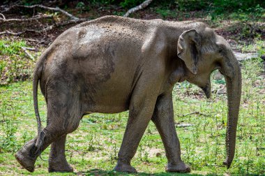 Yürüyüş yetişkin erkek Sri Lankalı filin (Elephas maximus maximus).