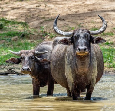 Erkek ve kadın su buffalos Sri Lanka havuzda yüzme. Sri Lanka vahşi su aygırı (Bubalus arnee migona). Sri Lanka. Doğal yaşam alanı.