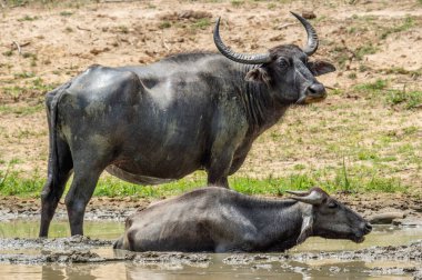 Erkek ve kadın su buffalos Sri Lanka havuzda yüzme. Sri Lanka vahşi su aygırı (Bubalus arnee migona). Sri Lanka. Doğal yaşam alanı.