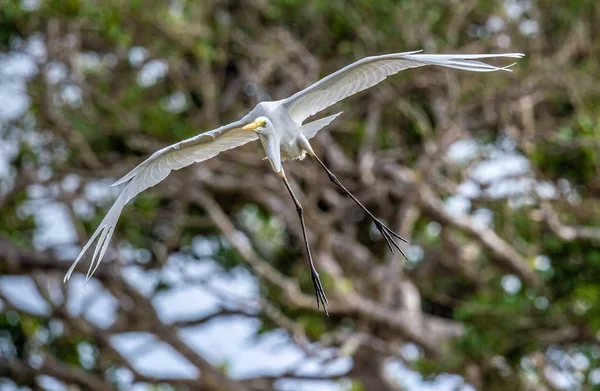 伟大的白鹭在飞行 前视图 科学名称 Ardea Alba 也被称为普通白鹭 大白鹭或 旧大陆 大白白鹭或大白鹭 — 图库照片
