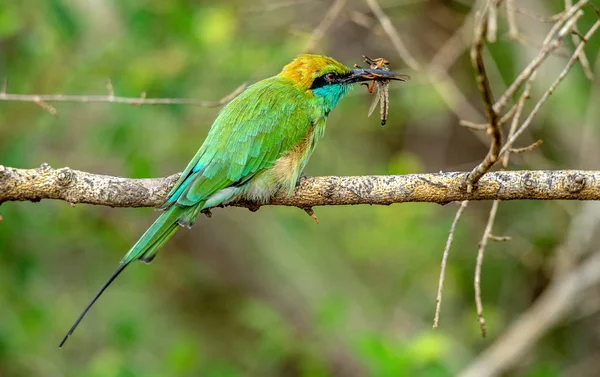 Bee Eater Insect Beak Branch Green Bee Eater Scientific Name — Stock Photo, Image