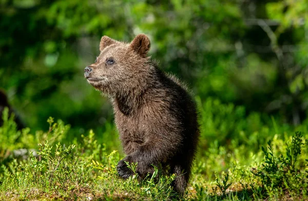 Медвежонок Летнем Лесу Научное Название Ursus Arctos Естественный Зеленый Фон — стоковое фото