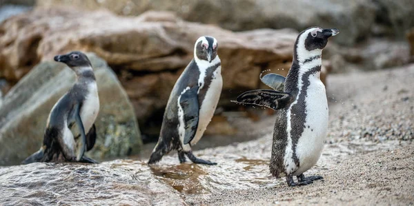 Pingüinos Africanos Piedra Atardecer Pingüino Africano Nombre Científico Spheniscus Demersus — Foto de Stock