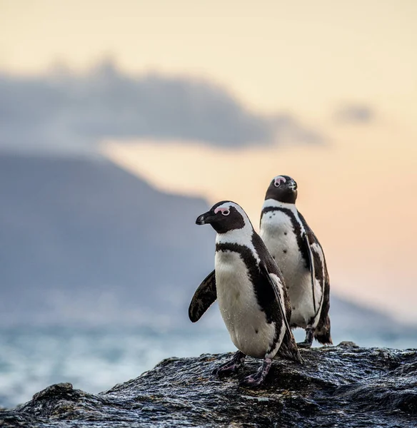 African Penguins Stony Shore Twilight Evening Sunset Sky Scientific Name — Stock Photo, Image