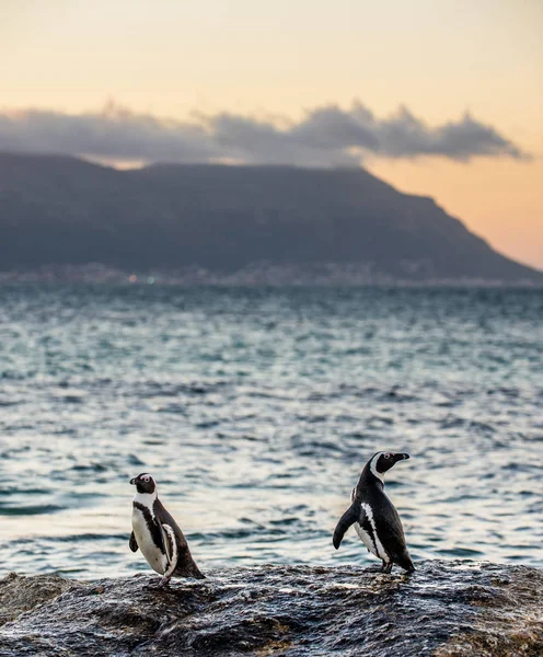 African Penguins Stony Shore Twilight Evening Sunset Sky Scientific Name — Stock Photo, Image