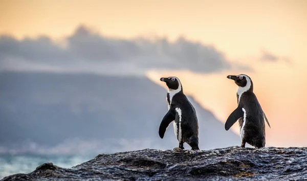 Afrikanska Pingvinerna Steniga Stranden Skymningen Kväll Med Solnedgång Sky Vetenskaplig — Stockfoto
