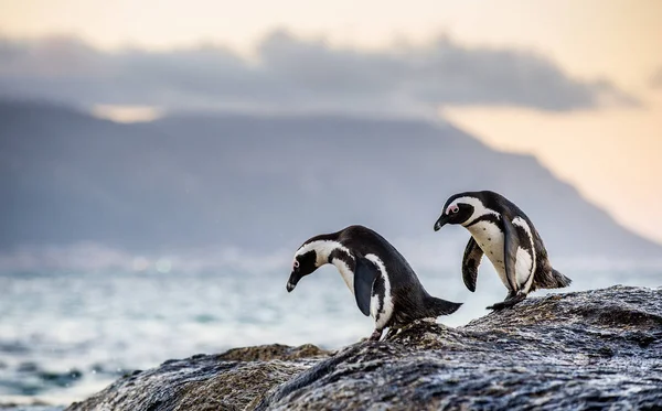 Afrikaanse Pinguïns Steenachtige Oever Twilight Avond Met Avondrood Wetenschappelijke Naam — Stockfoto