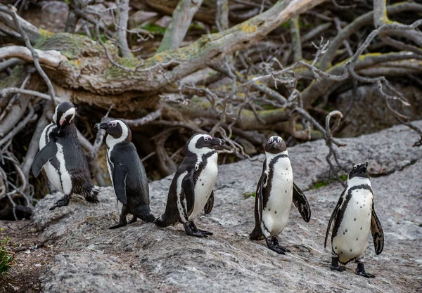 African Penguins Stone Evening Twilight African Penguin Scientific Name Spheniscus — Stock Photo, Image