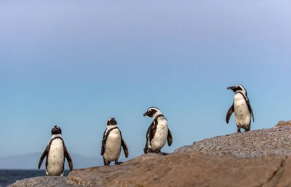 Los Pingüinos Africanos Costa Pedregosa Tarde Del Crepúsculo Con Cielo —  Fotos de Stock