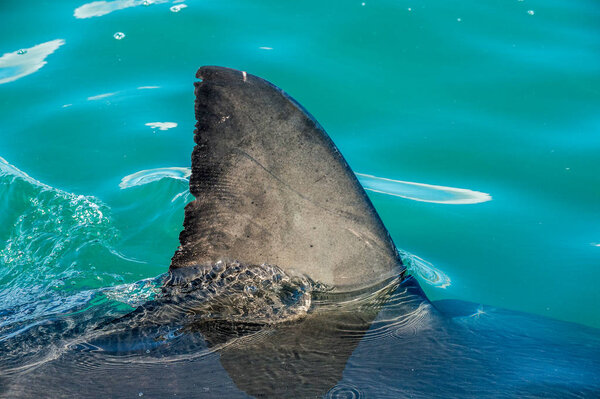 Закрыть плавник акулы над водой. Большая белая акула (Carcharodon carcharias), плавание на поверхности, залив Фальс, Южная Африка, Атлантический океан
