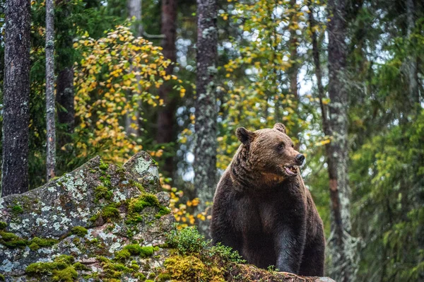 바위에 숲에서 곰입니다 과학적인 Arctos — 스톡 사진