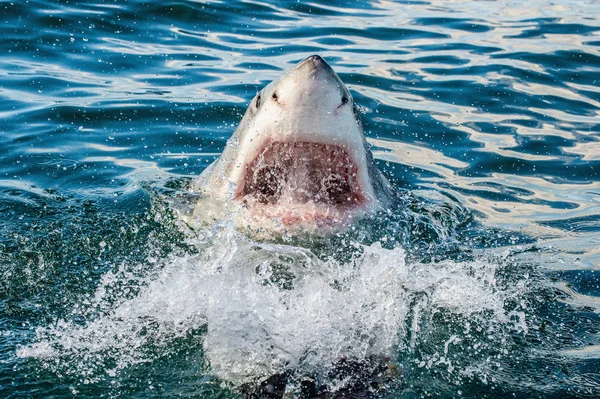 大白鲨与张开嘴在海洋中 大白鲨在攻击中 科学名称 卡查隆战车 — 图库照片