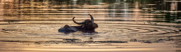 水牛のリフレッシュ 男性水牛スリランカの池に入浴します スリランカ野生水牛 スイギュウ属の Arnee Migona — ストック写真