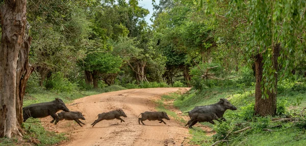 Famiglia Dei Cinghiali Indiani Attraversa Strada Nella Foresta Nome Scientifico — Foto Stock