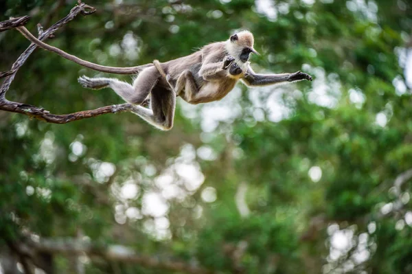 朗古尔带着一只幼崽在树上跳来跳去 簇绒灰色兰古尔 Semnopithecus Priam 也被称为 Madras Langur Coromandel 神圣的 Langur — 图库照片