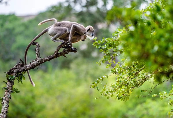 木の上をジャンプ カブとラングール 群生するハヌマンラングール Semnopithecus プリアモス マドラス灰色ラングール とコロマンデル神聖なラングールとも呼ばれる — ストック写真