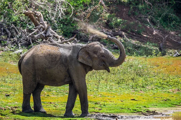 Elefante Rociando Suciedad Agua Sobre Mismo Desde Tronco Macho Adulto —  Fotos de Stock