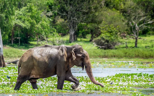 Ενήλικο Αρσενικό Σρι Λάνκα Ελέφαντα Elephas Maximus Maximus Τρέφονται Από — Φωτογραφία Αρχείου