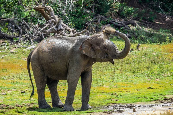 Elefante Rociando Suciedad Agua Sobre Mismo Desde Tronco Macho Adulto —  Fotos de Stock