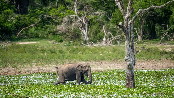 Adult Male Sri Lankan Elephant Elephas Maximus Maximus Feeding Swamp — Stock Photo, Image