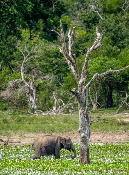스리랑카의 코끼리 Elephas Maximus 막시무스 합니다 스리랑카 — 스톡 사진
