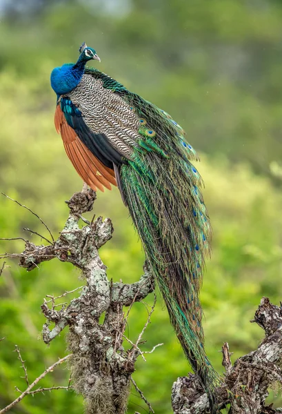 树上的孔雀肖像 印度的珍珠鸟或蓝色的珍珠鸟 Pavo Cristatus 自然栖息地 斯里兰卡 — 图库照片