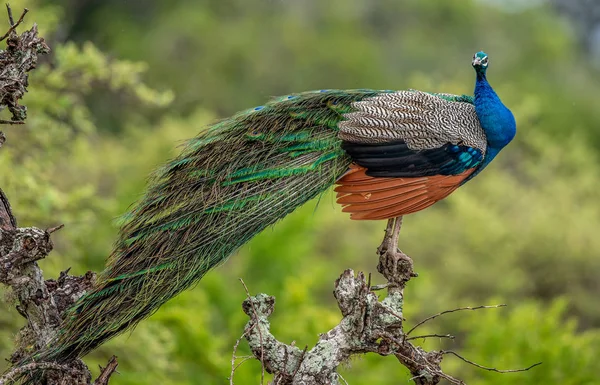 Portret Van Peacock Boom Indiase Pauw Blauwe Pauw Pavo Cristatus — Stockfoto