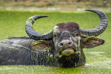 Su bufalosu yenilemeleri. Erkek manda Sri Lanka havuzda yüzme. Sri Lanka vahşi su aygırı (Bubalus arnee migona)
