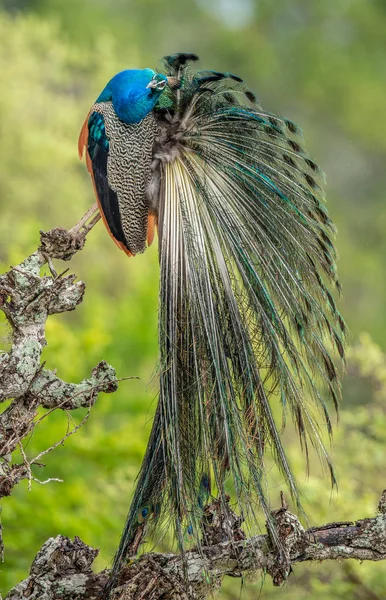 树上的孔雀肖像 印度的珍珠鸟或蓝色的珍珠鸟 Pavo Cristatus 自然栖息地 斯里兰卡 — 图库照片