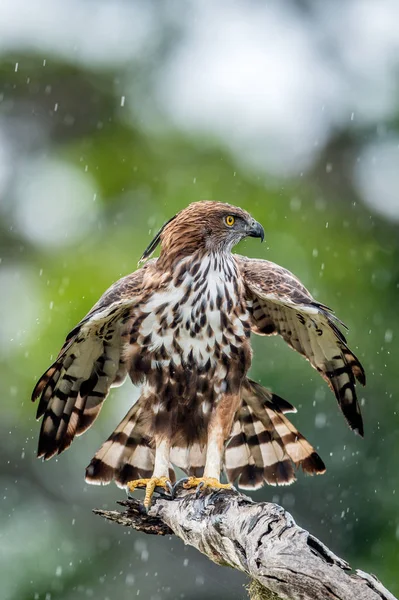 Pássaro Predador Árvore Águia Falcão Mutável Águia Falcão Crista Nisaetus — Fotografia de Stock