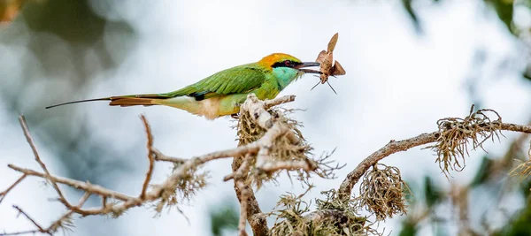 Arı Kuşugiller Gaga Dalı Üzerinde Böcek Ile Yeşil Arı Kuşugiller — Stok fotoğraf