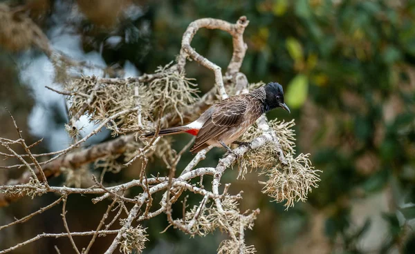 Rood Vented Bulbul Pycnonotus Djaffer Een Lid Van Familie Van — Stockfoto