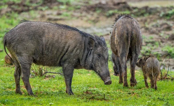 印度野猪家族也被称为安达曼猪或穆平猪 亚拉国家公园 斯里兰卡 — 图库照片