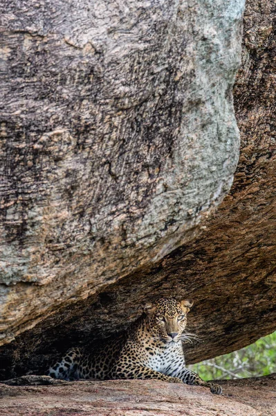 Leopard Egy Szikla Női Ceyloni Leopárd Panthera Pardus Kotiya Srí — Stock Fotó
