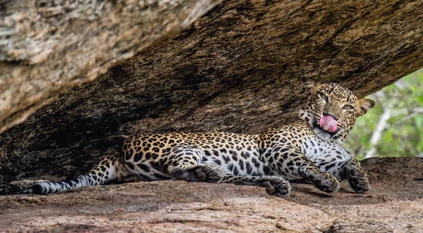 Portrait Leopard Lying Rock Licking Lips Female Sri Lankan Leopard — Stock Photo, Image