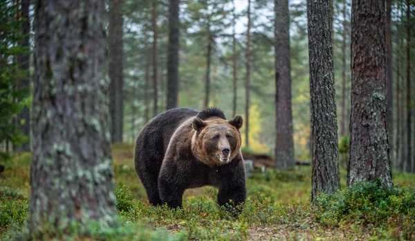 Бурый Медведь Лесу Научное Название Ursus Arctos Естественная Среда Обитания — стоковое фото