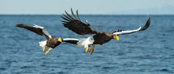 アダルト オオワシ海イーグルス釣りです Haliaeetus 青い海を背景 自然の生息地 — ストック写真