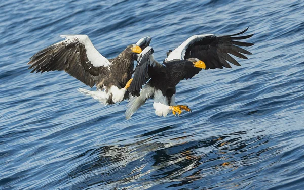 Adulte Steller Sea Eagles Fishing Nom Scientifique Haliaeetus Pelagicus Fond — Photo