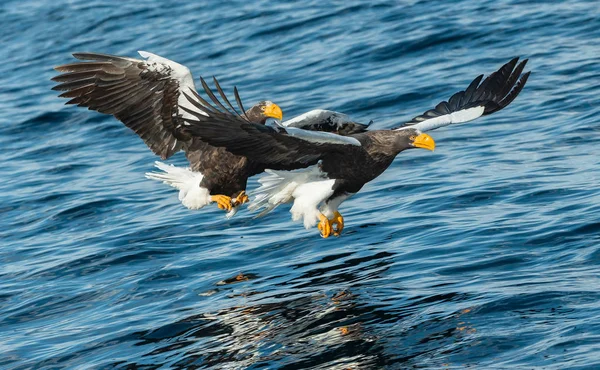 Dorosłych Steller Sea Eagles Połowów Nazwa Naukowa Haliaeetus Pelagicus Tle — Zdjęcie stockowe