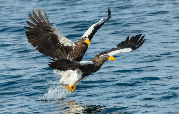 Adulte Steller Sea Eagles Fishing Nom Scientifique Haliaeetus Pelagicus Fond — Photo
