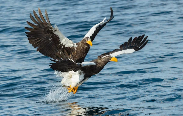 Yetişkin Steller Deniz Balıkçı Kartallar Bilimsel Adı Haliaeetus Pelagicus Mavi — Stok fotoğraf