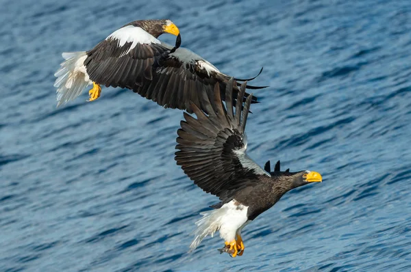 Volwassen Stellers Van Sea Eagles Visserij Wetenschappelijke Naam Haliaeetus Pelagicus — Stockfoto